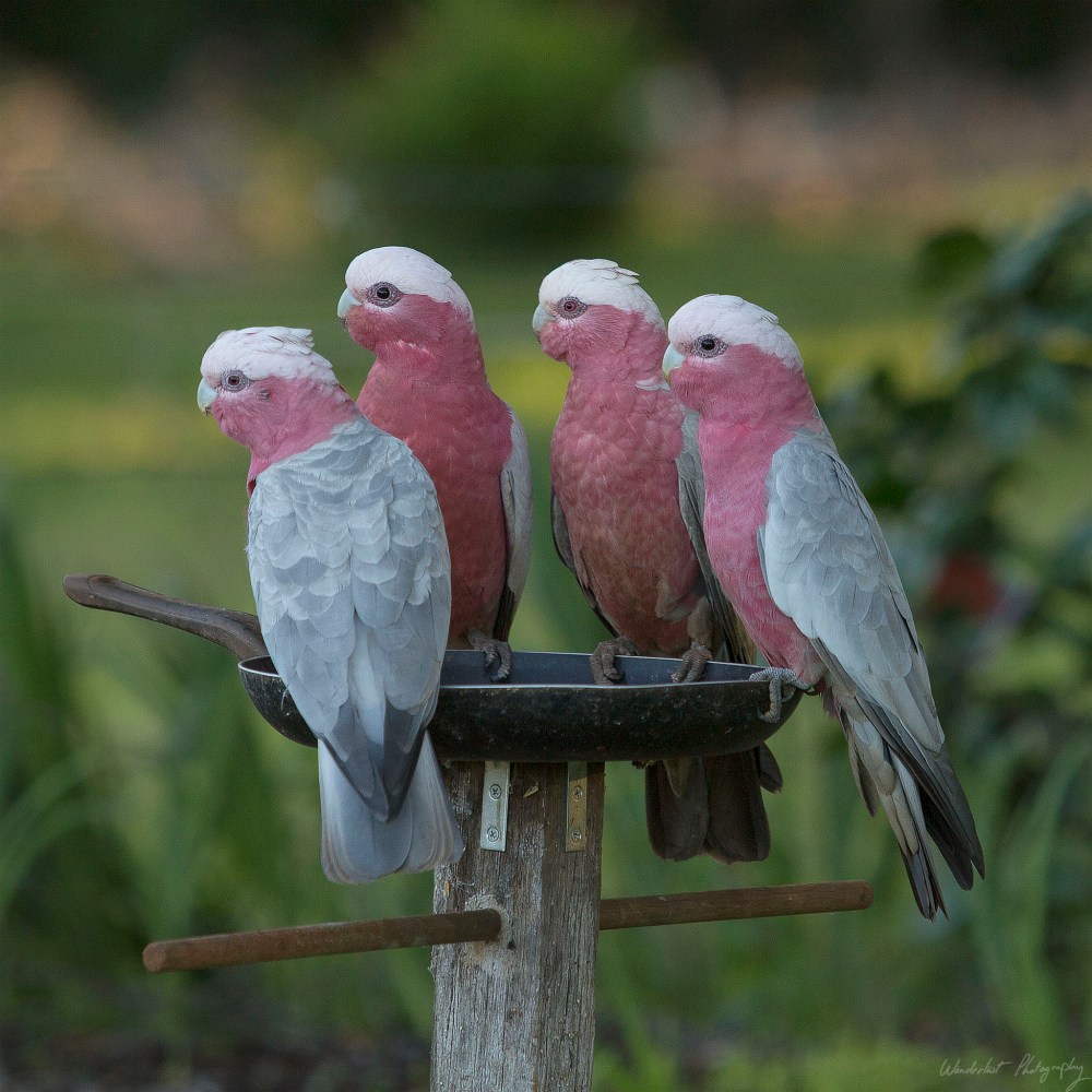 IMG_3009 - galahs
