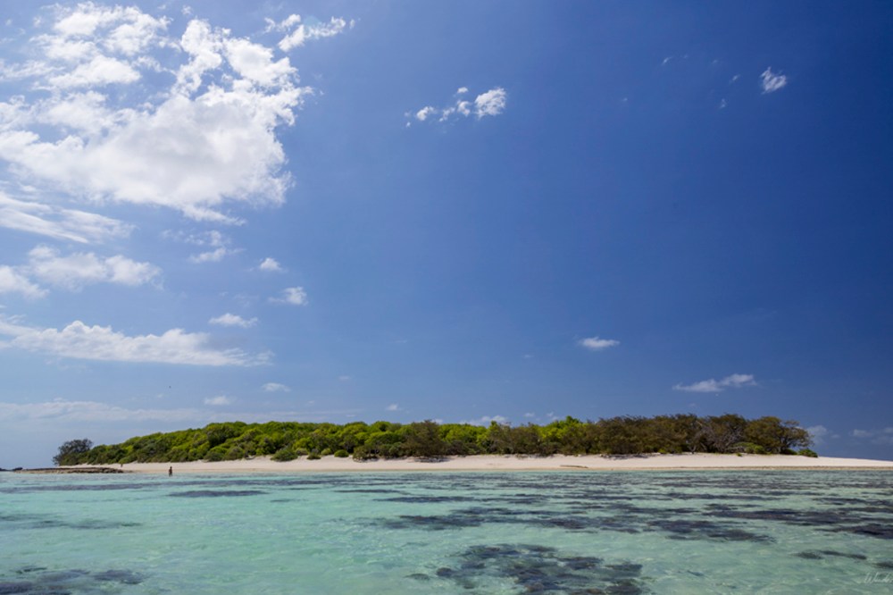 heron island cover_1