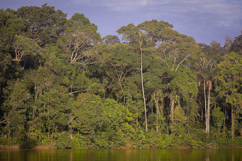 river view of jungle 1