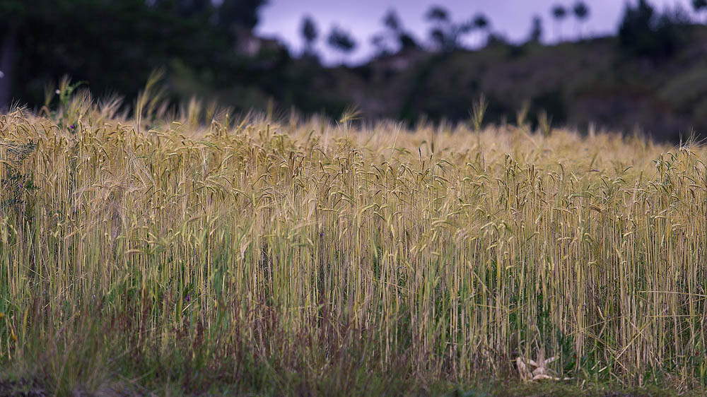 wheat